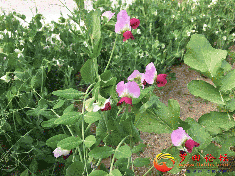 3.gif