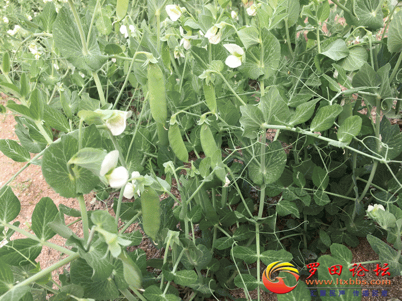 4.gif