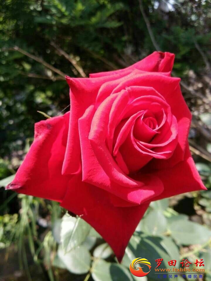 QQͼƬ20180513105016.jpg