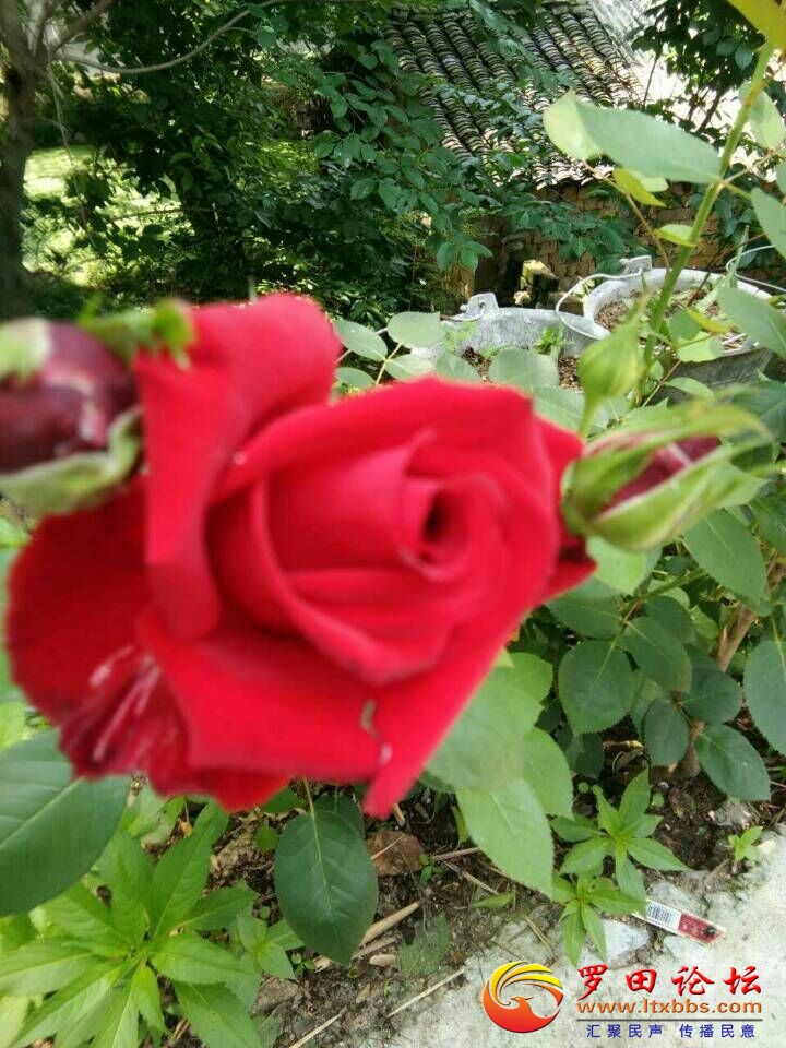 QQͼƬ20180513105600.jpg