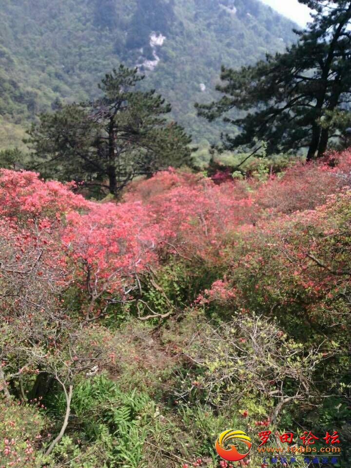 QQͼƬ20180513110103.jpg