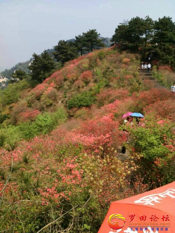 QQͼƬ20180513110201.jpg