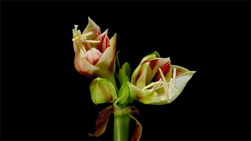 6c7343c3gx6DhNIpm1t4b&amp;690.gif