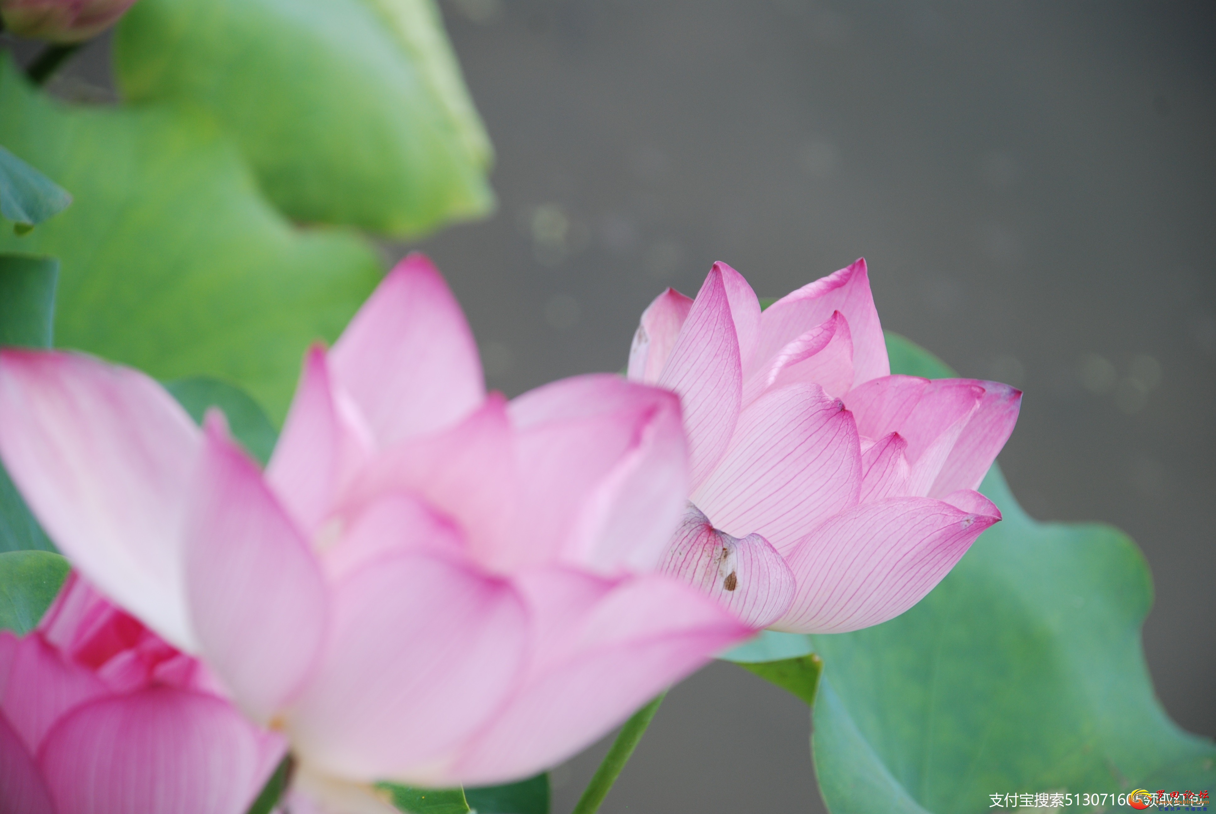 DSC_1982.jpg