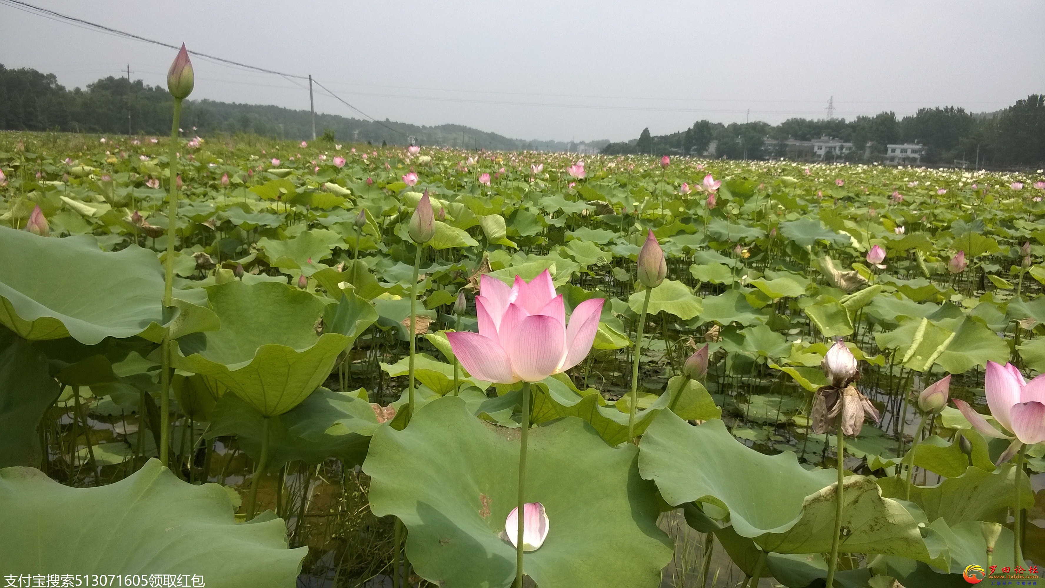 WP_20140622_11_06_27_Pro.jpg