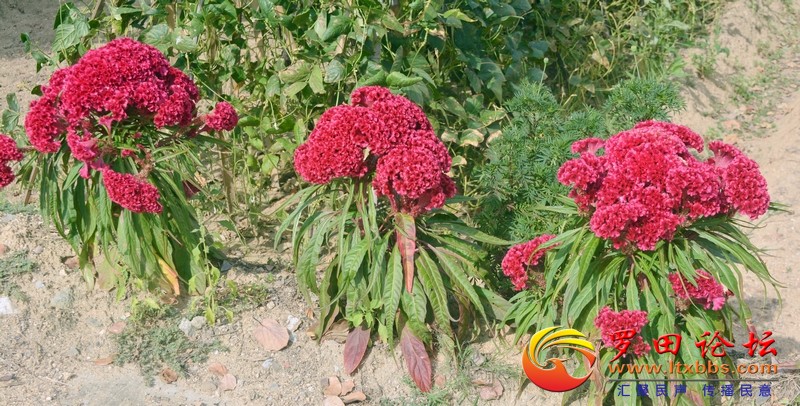 Ӿ 520.JPG