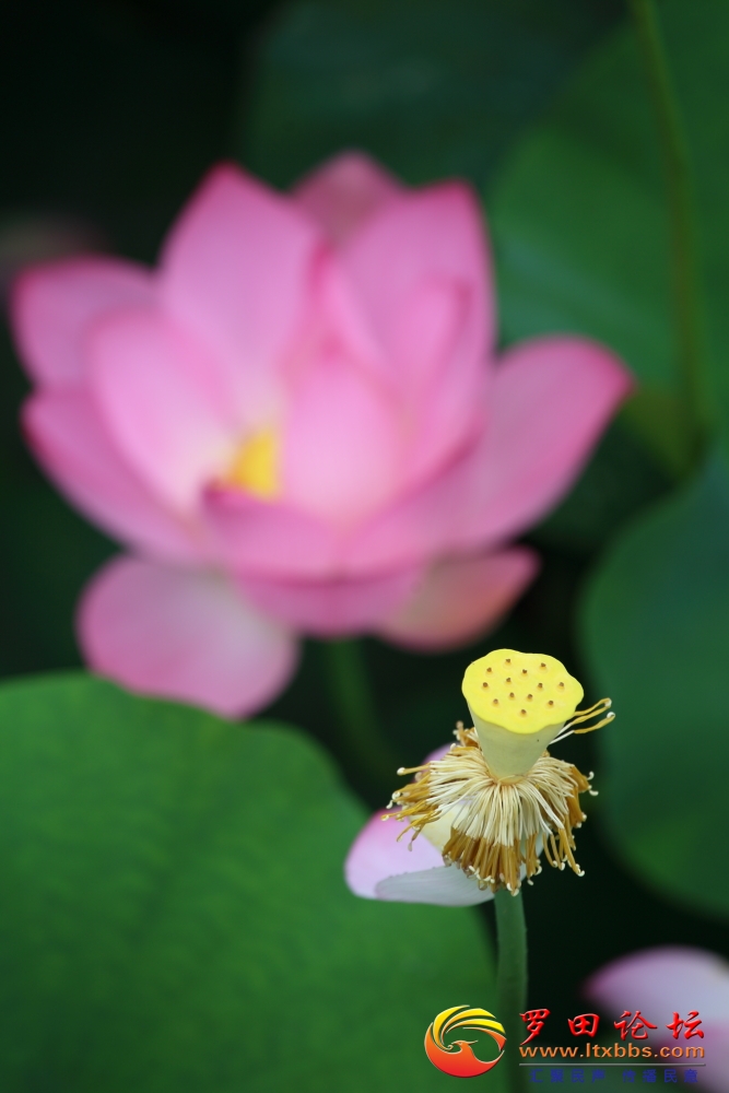 _51A0868.JPG