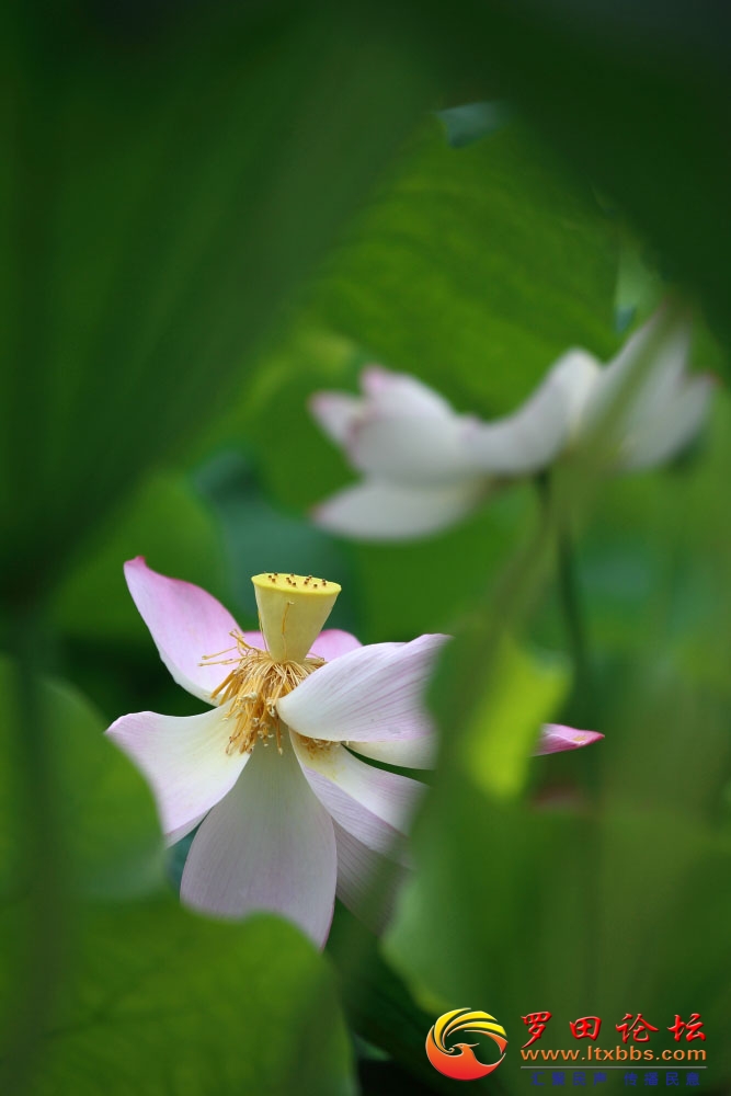 _51A0875.JPG