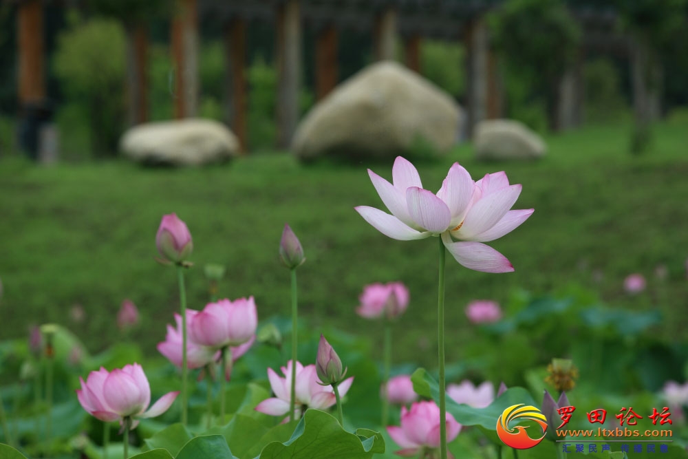 _51A0890.JPG