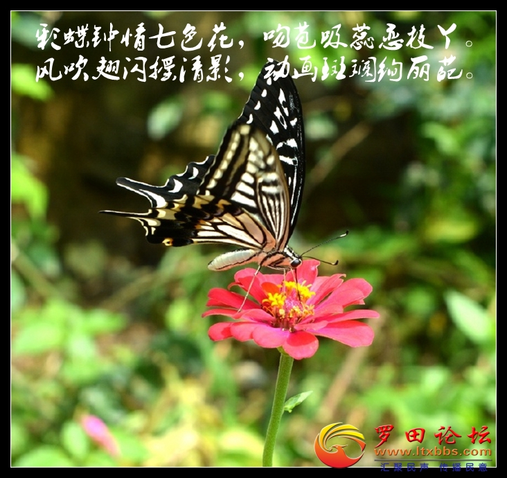 001sIZO5zy7F0mwMQT769&amp;690.jpg