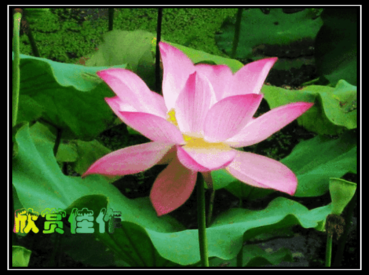 u=2624580064,400651649&amp;fm=26&amp;gp=0_.gif