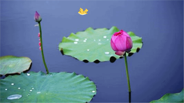PICer2020818933.gif