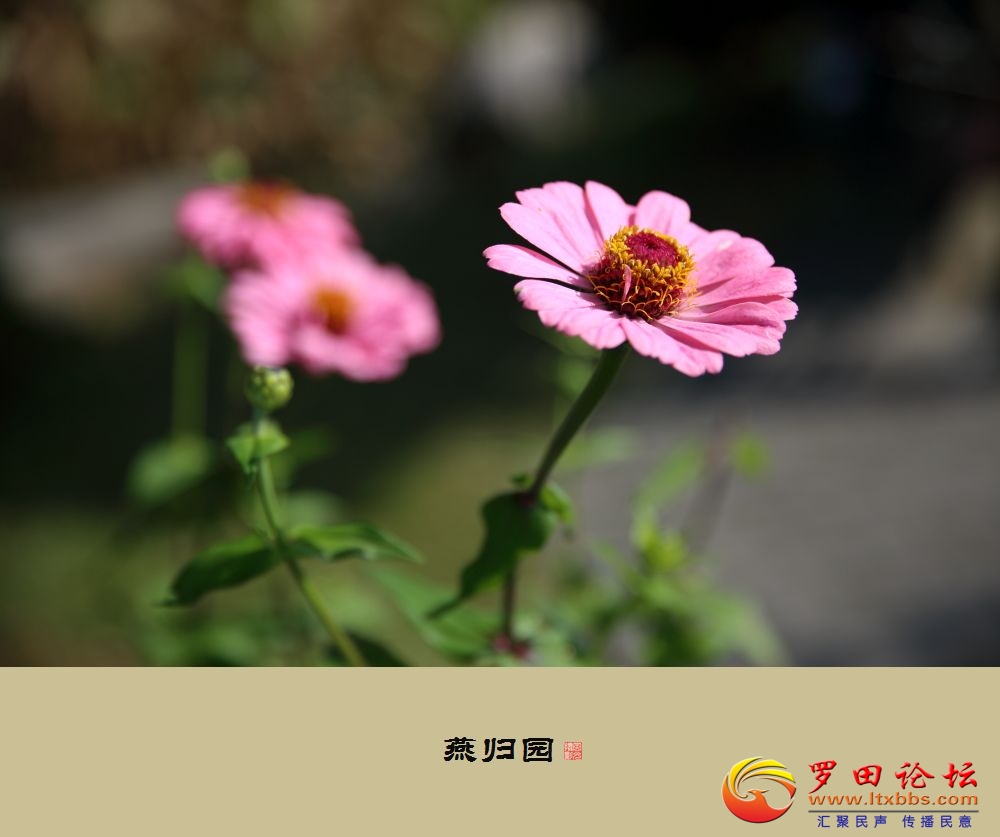 _51A1709.jpg