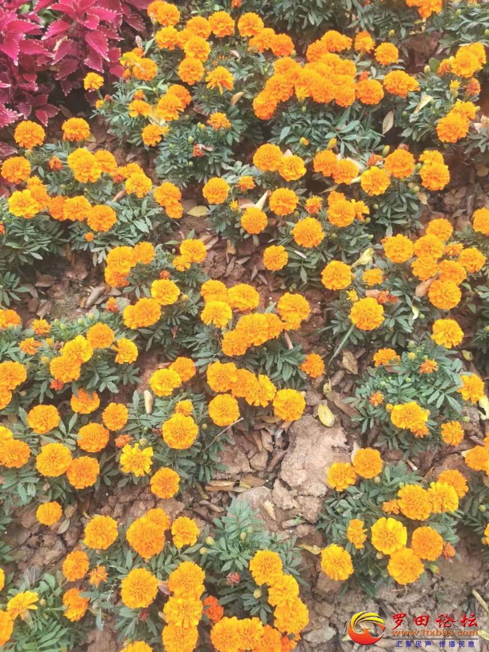 20201029_4331_1603925266071.jpg