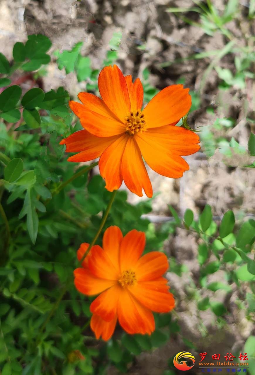 20201103_55541_1604369609156.jpg