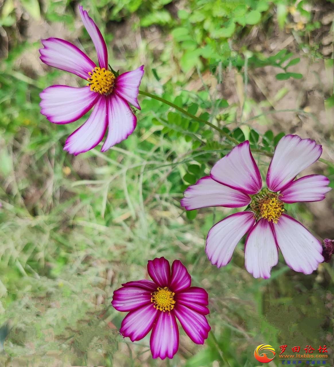 20201103_55541_1604369609254.jpg