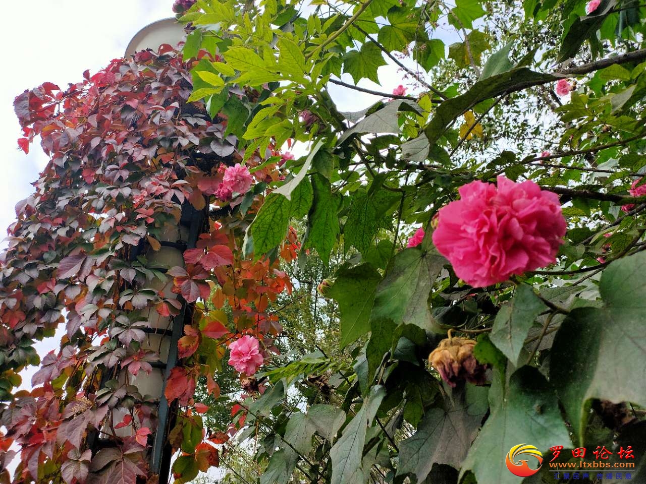 20201106_1160_1604642488501.jpg
