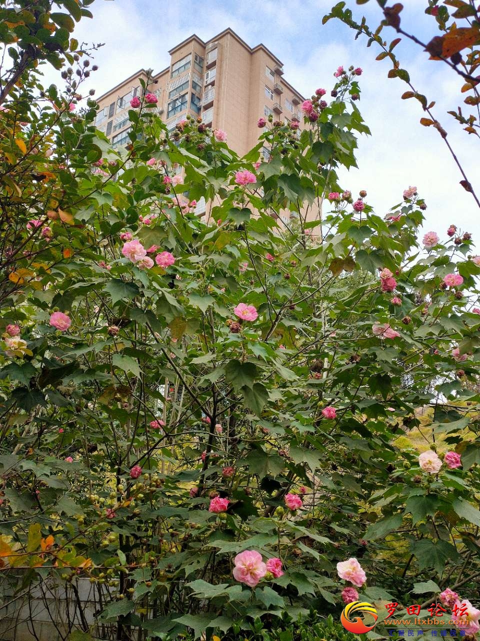 20201106_1160_1604642489473.jpg