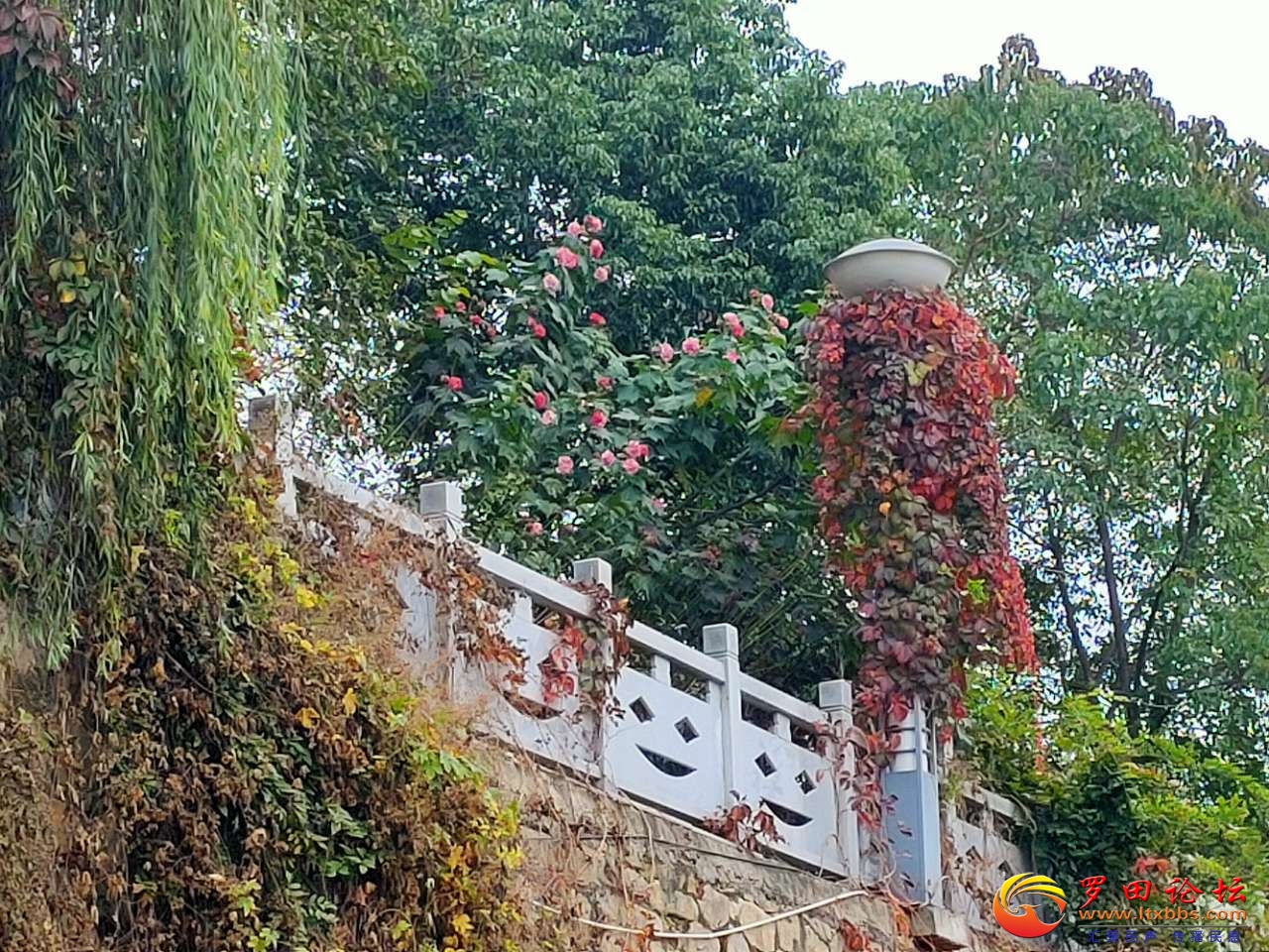 20201106_1160_1604642489864.jpg