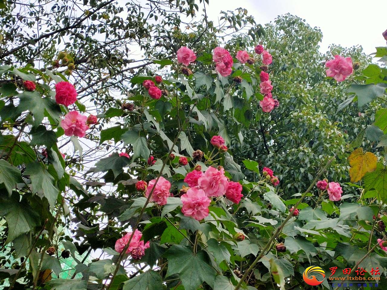 20201106_1160_1604642489146.jpg