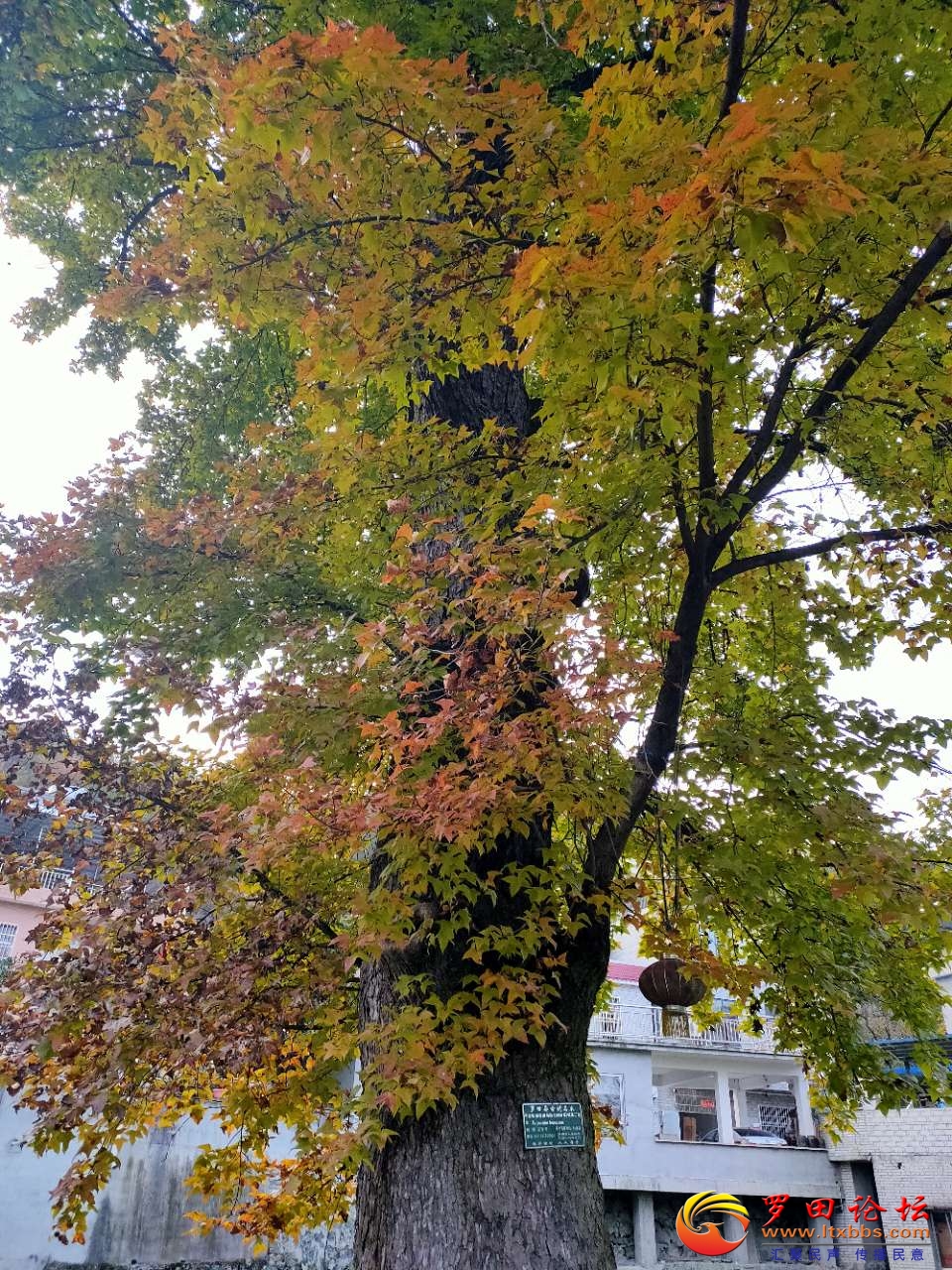 20201109_1160_1604933455380.jpg