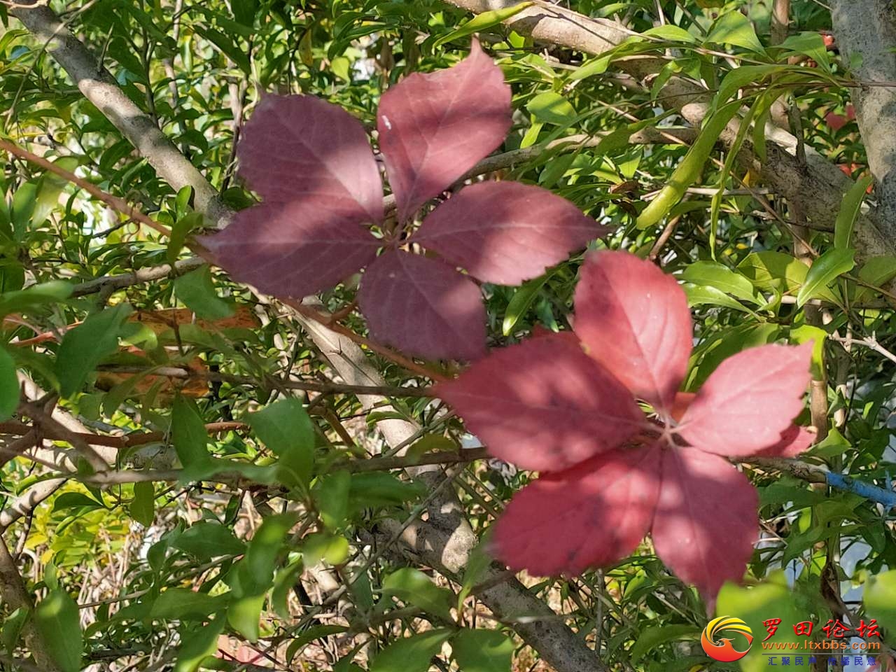 20201111_1160_1605057541658.jpg