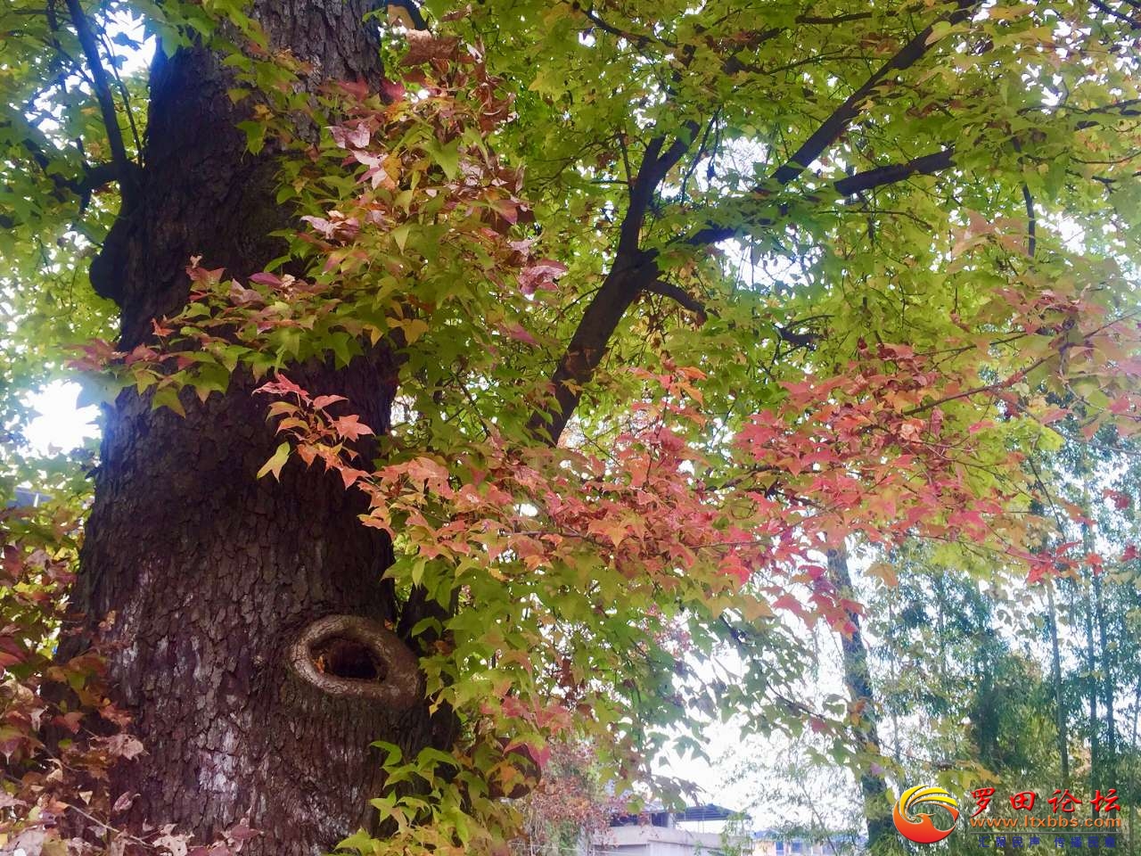 20201112_1160_1605188525651.jpg