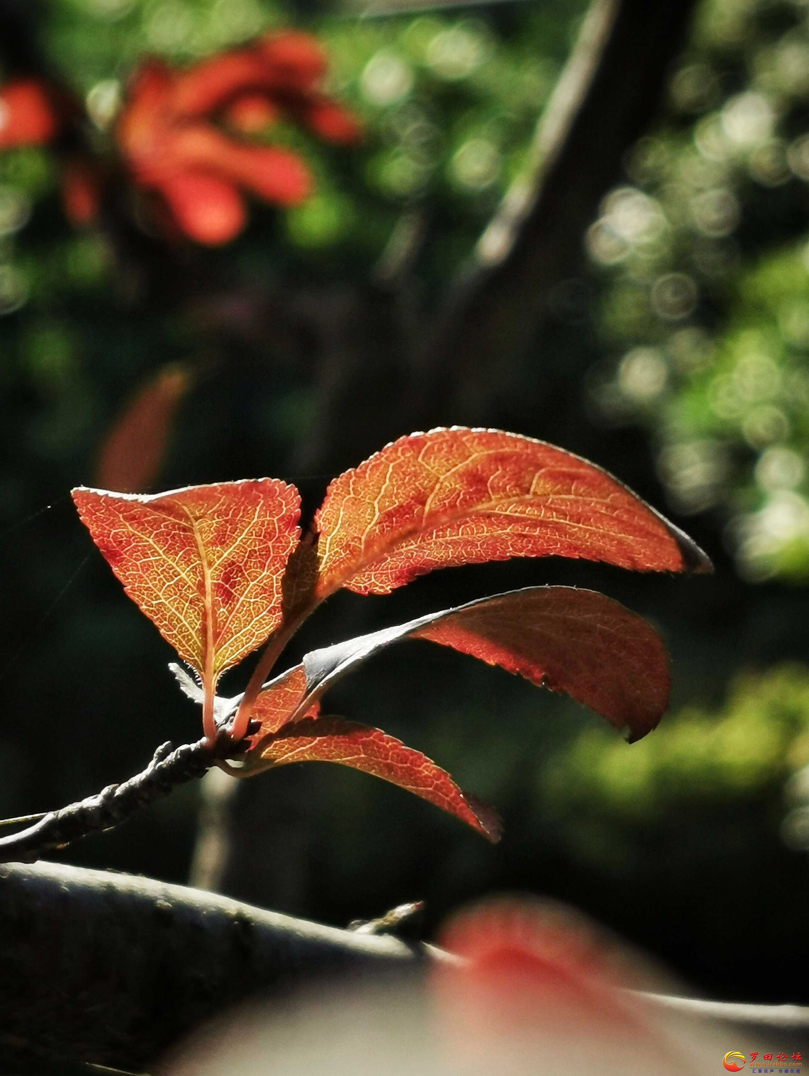 QQͼƬ20201113105309.jpg