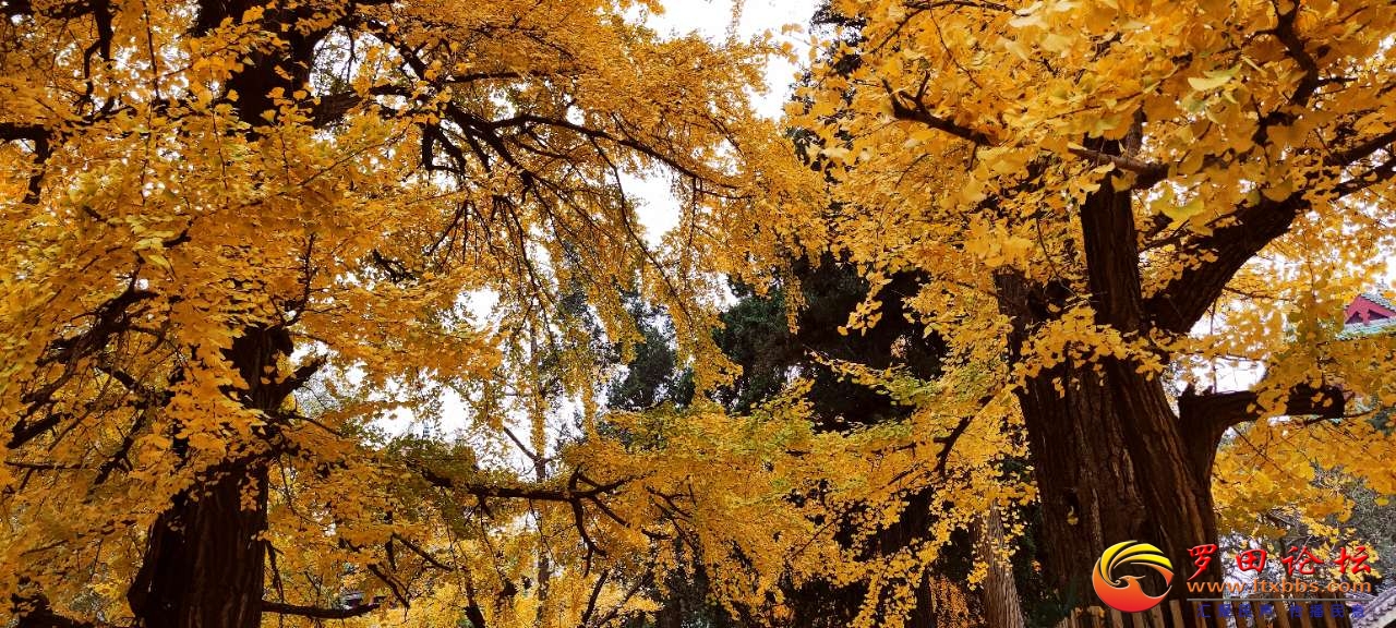 20201117_55541_1605586914450.jpg