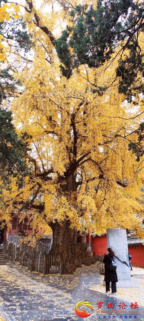 20201117_55541_1605586914657.jpg