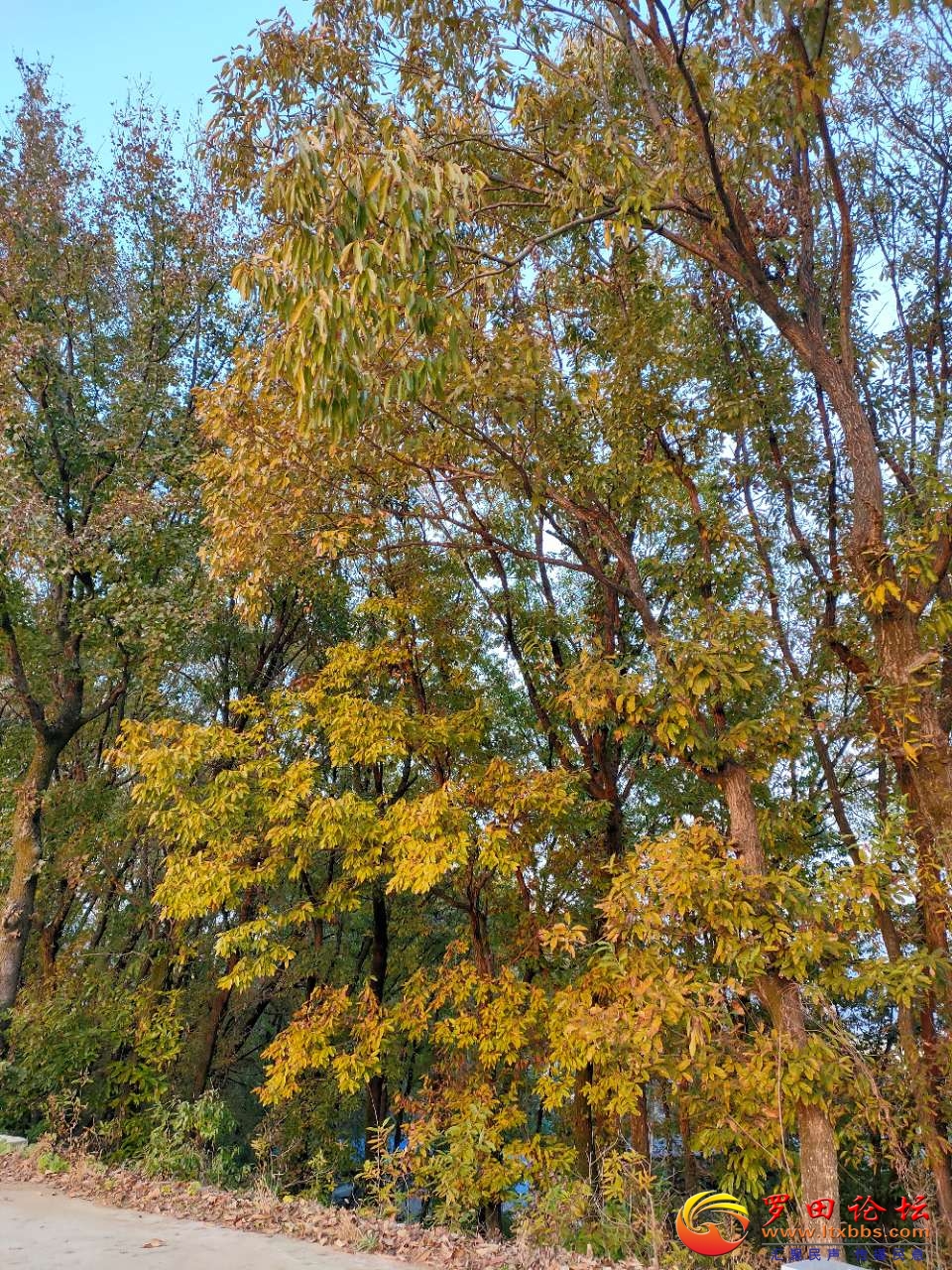 20201130_1160_1606744414835.jpg