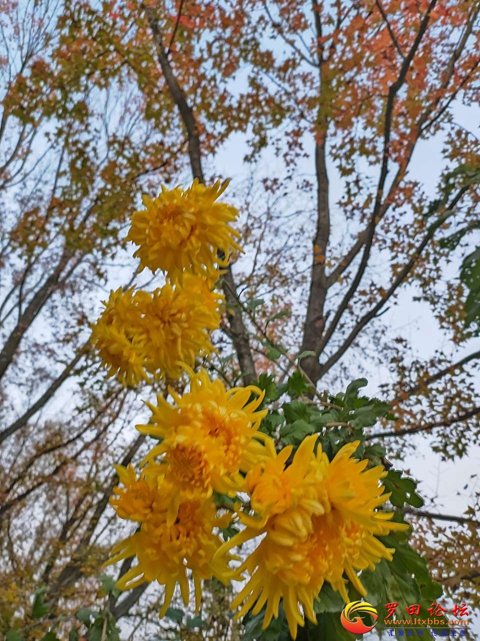 20201130_1160_1606744684252.jpg