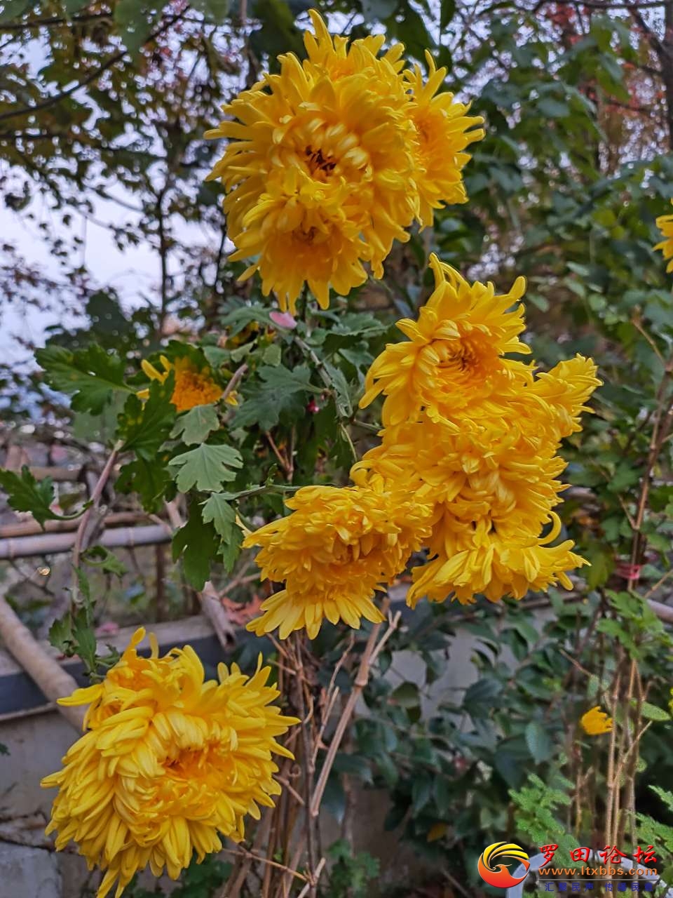 20201130_1160_1606744949732.jpg