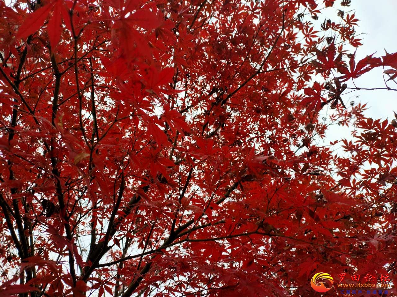 20201213_1160_1607855722707.jpg