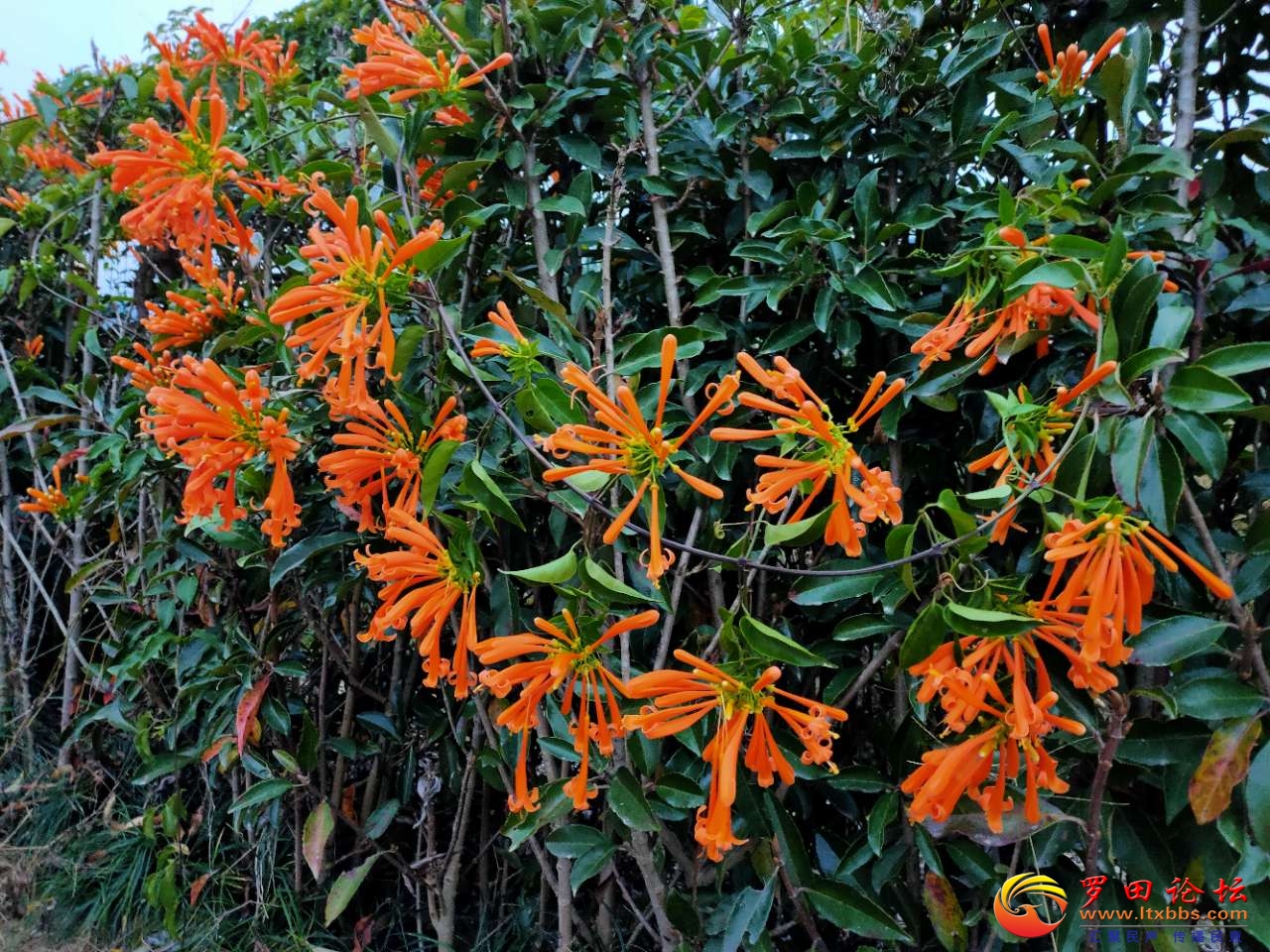 20201216_1160_1608049140570.jpg