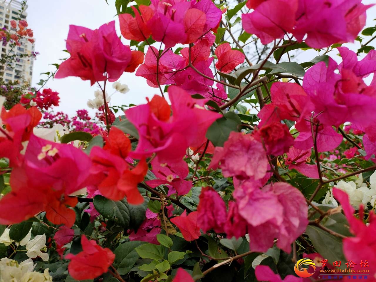 20201217_1160_1608207916135.jpg