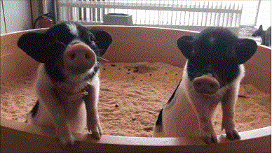 ΢ͼƬ_20201224164352.gif