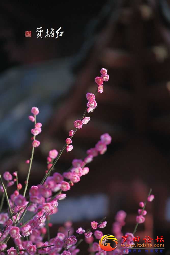 _51A2970.jpg
