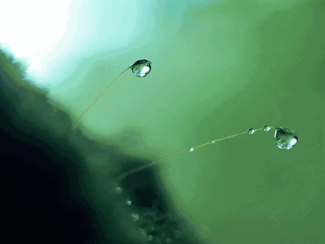 084723kz82ovvc8ltrltrl.gif