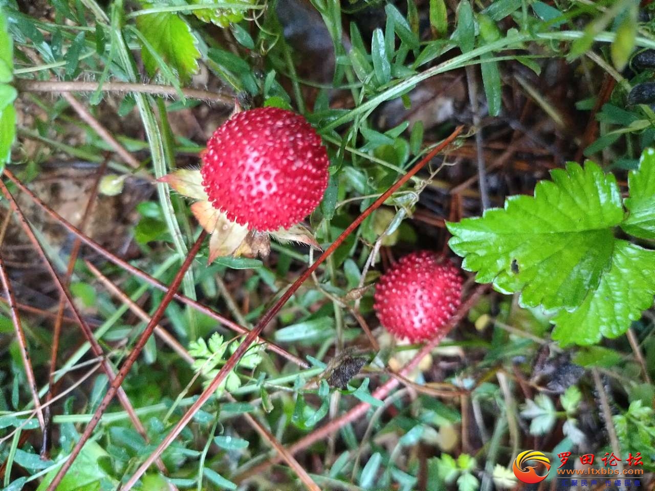 20210421_1160_1619013367254.jpg