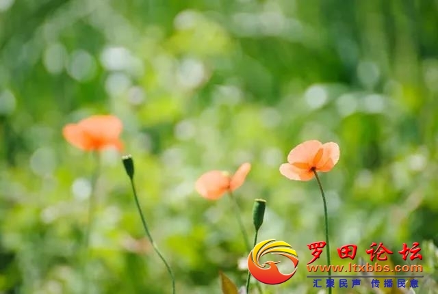 093728e0eiq200.jpg