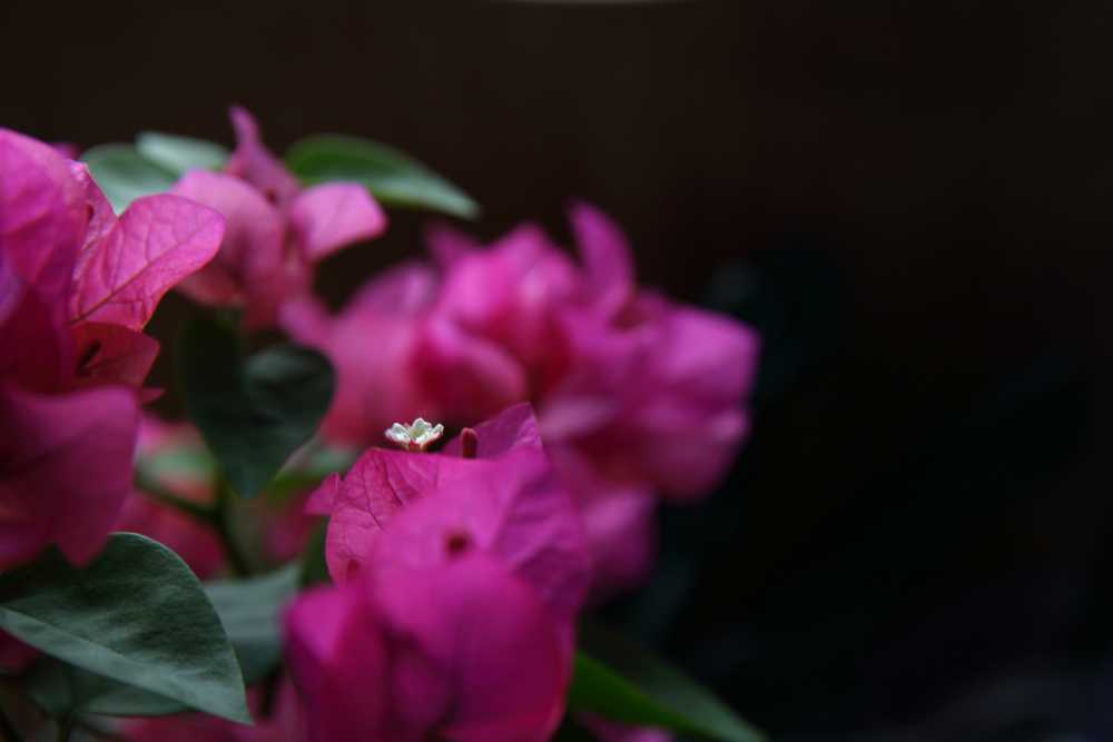 1B9A0698.JPG