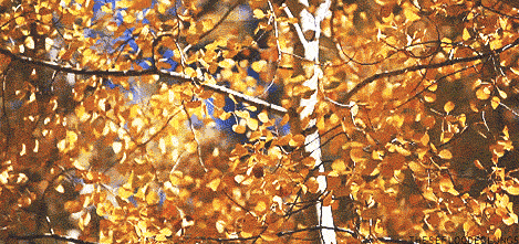 20211019_63384_1634638337929.gif