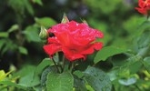 A54F35A3911CA165B51CBA98DD8CC44E942FFF95_size251_w787_h525.jpg