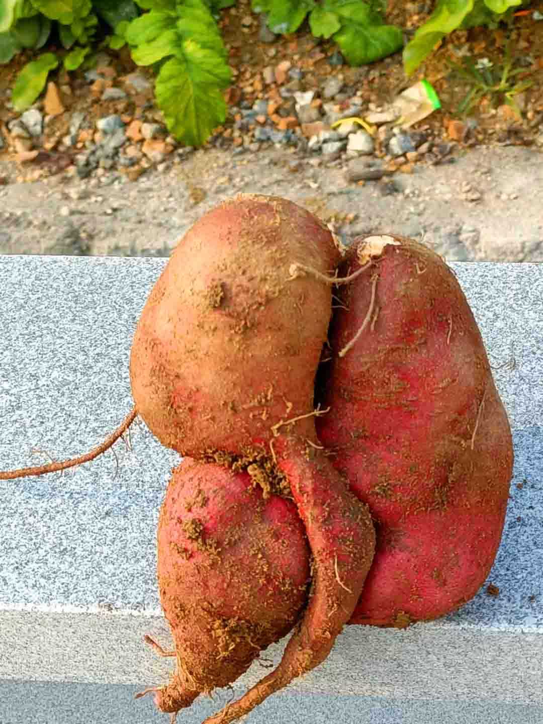 ͷ.jpg