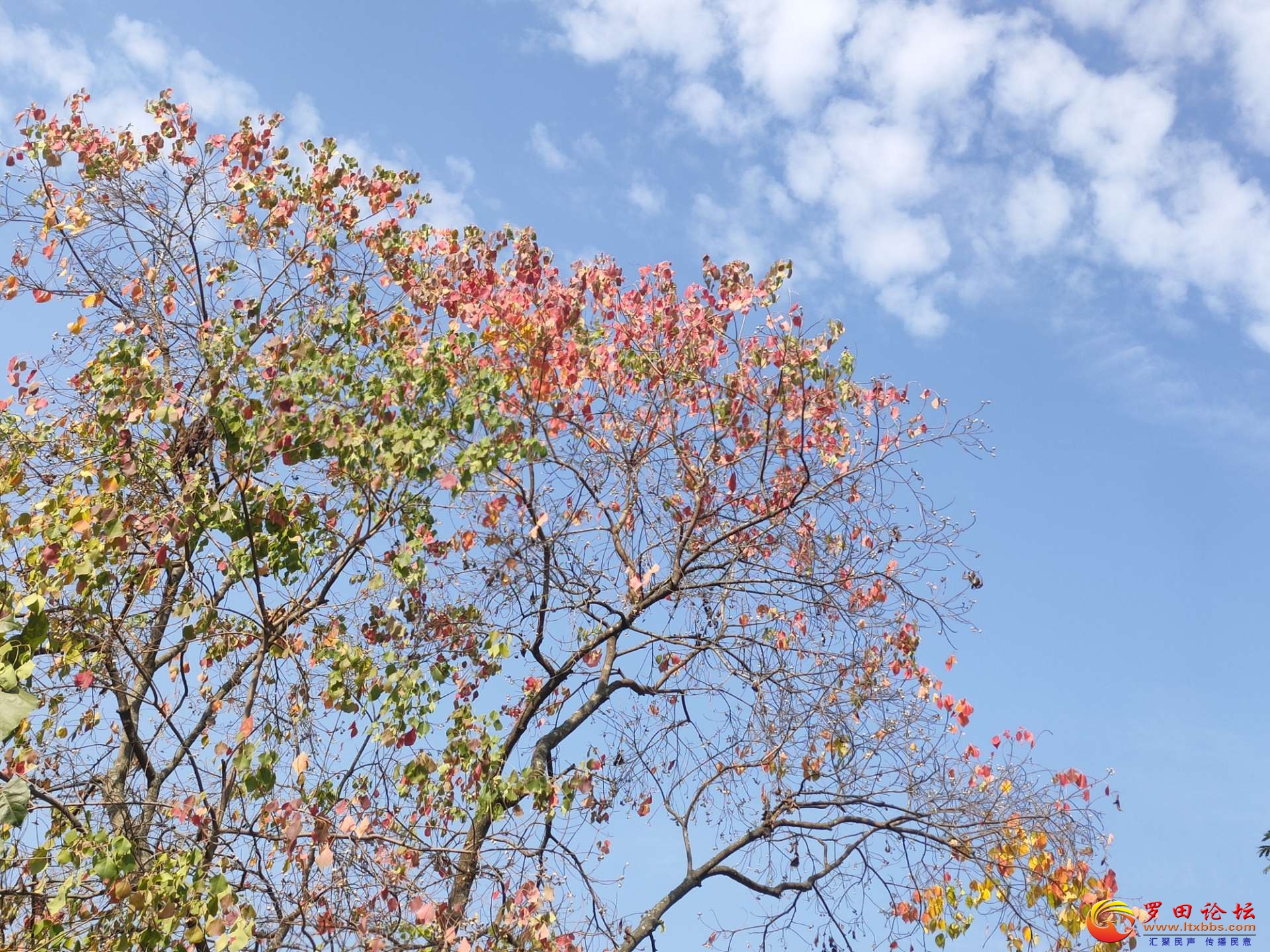 20221030235236front2_0_1160_FoZfLsRvjVVIgiv-MeIpbG534ivy.jpg