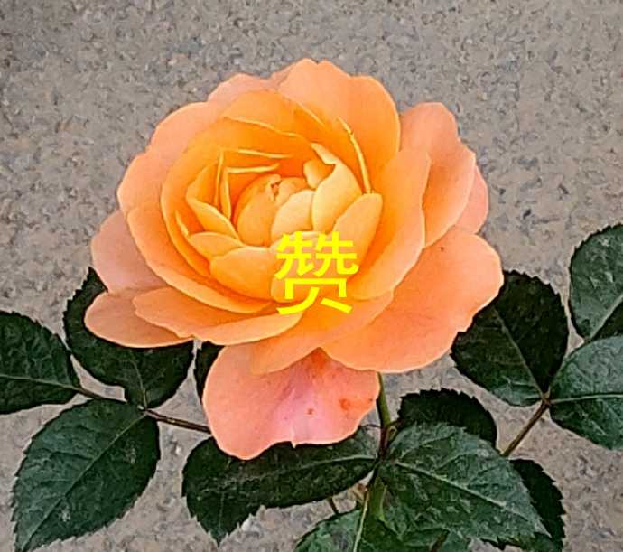 001sIZO5zy852Q77SzH35690.jpg
