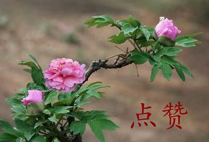 001sIZO5zy856cAYgbV03690.jpg