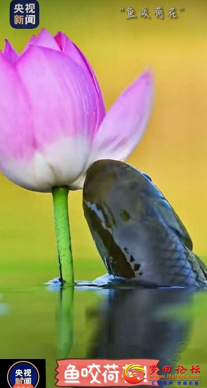 f8f666fe4b3f0ebdd6f51b9f4467b09b_221440dlbtolo2nw7mx20w.jpg