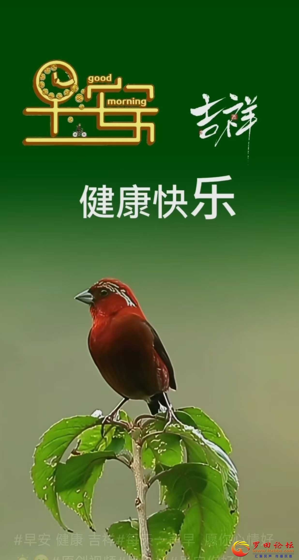095943aidooz5v5y77irt1.jpg